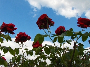 begin van de zomer 010