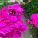 begin van de zomer 011