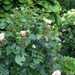 begin van de zomer 015