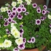 begin van de zomer 020