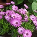 begin van de zomer 022