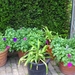 begin van de zomer 026