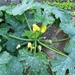 begin van de zomer 027