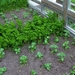 begin van de zomer 029