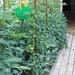 begin van de zomer 030