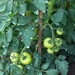 begin van de zomer 031