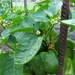 begin van de zomer 032