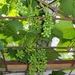 begin van de zomer 036
