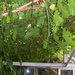 begin van de zomer 037