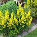 begin van de zomer 041