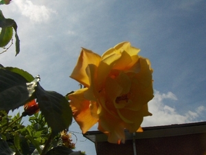 juni 012