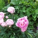 juni 010