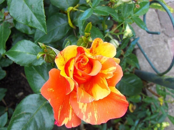 juni 015