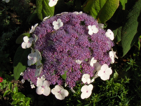 12 juli 002