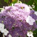 12 juli 004