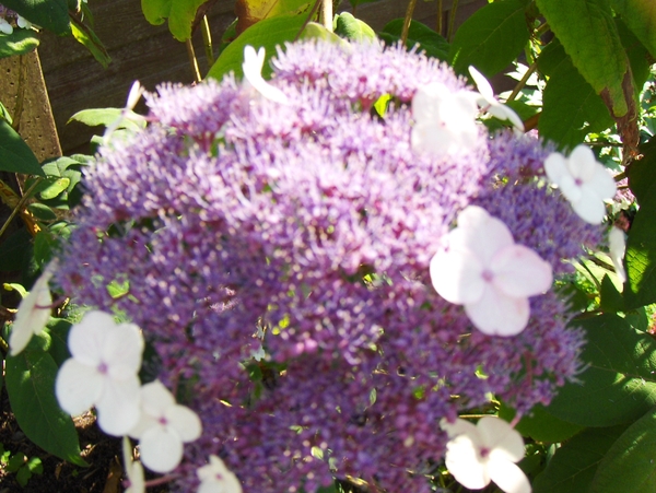 12 juli 004