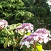12 juli 007