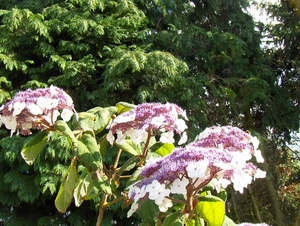 12 juli 007