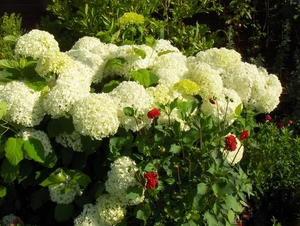 12 juli 009