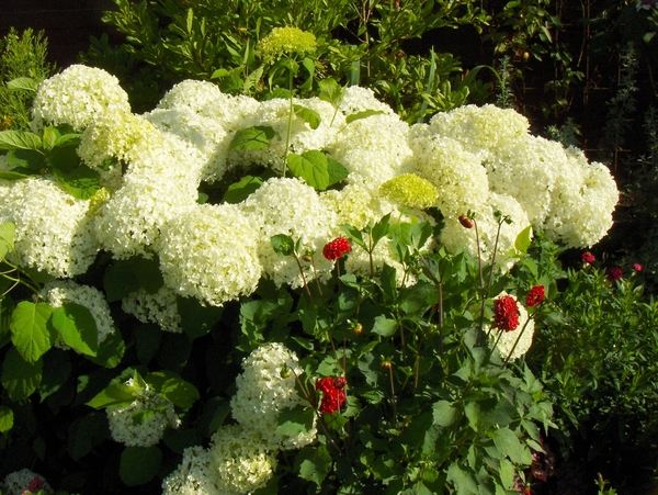 12 juli 009