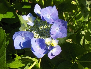 12 juli 011