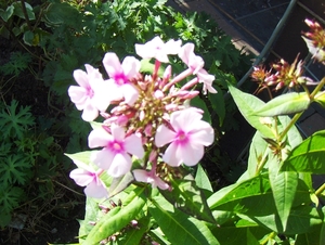 12 juli 013