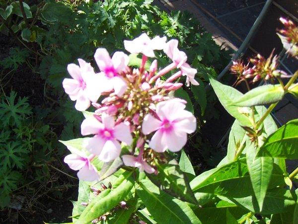12 juli 013