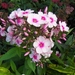 12 juli 039