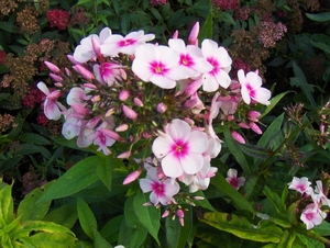 12 juli 039
