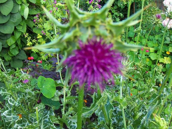 12 juli 040