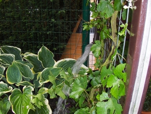 21 juli 008