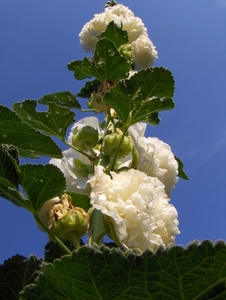 6 augustus 026