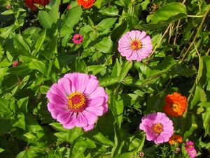 augustus (36)
