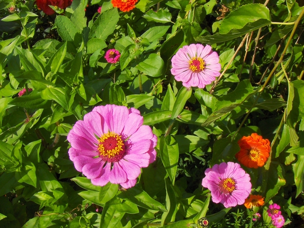 augustus (36)