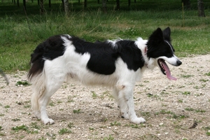 dor 528