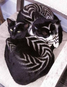 Herschaalde kopie van poes1