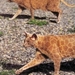 Herschaalde kopie van poes10