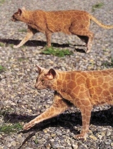 Herschaalde kopie van poes10