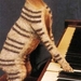 Herschaalde kopie van poes13