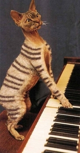 Herschaalde kopie van poes13