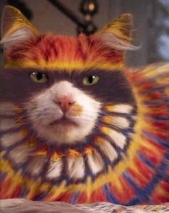 Herschaalde kopie van poes19