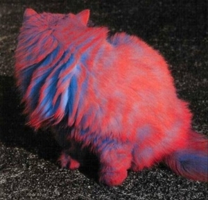 Herschaalde kopie van poes20