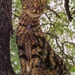 Herschaalde kopie van poes25