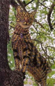 Herschaalde kopie van poes25
