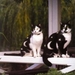 Herschaalde kopie van poes26