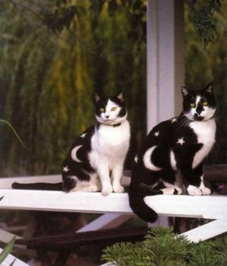 Herschaalde kopie van poes26