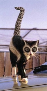 Herschaalde kopie van poes3
