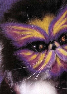 poes5