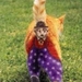 poes7