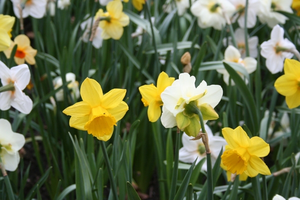 Paasbloemen